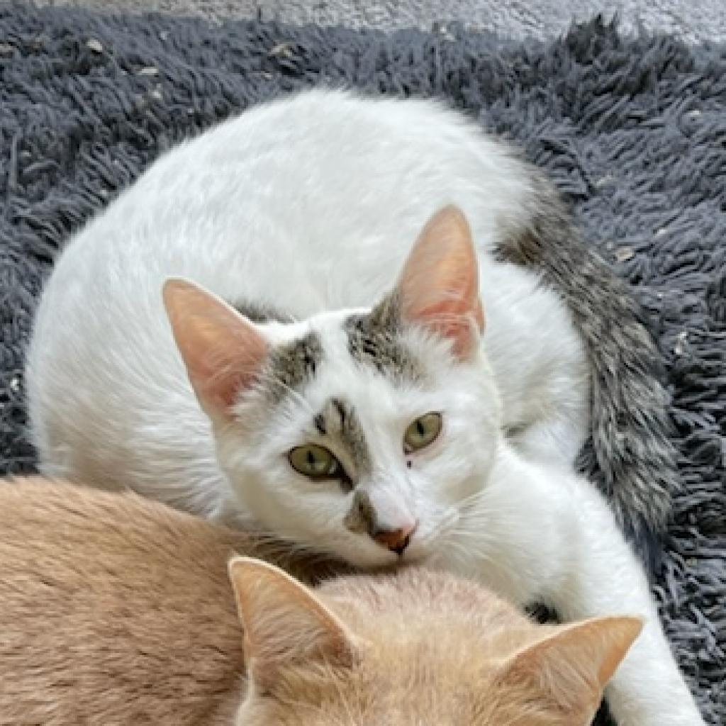 Gertrude, Adoptable, Adult Female Domestic Short Hair.