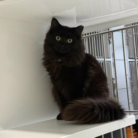 Enlarge Silky, an adopted Domestic Long Hair in AQUEBOGUE, NY image 1/1