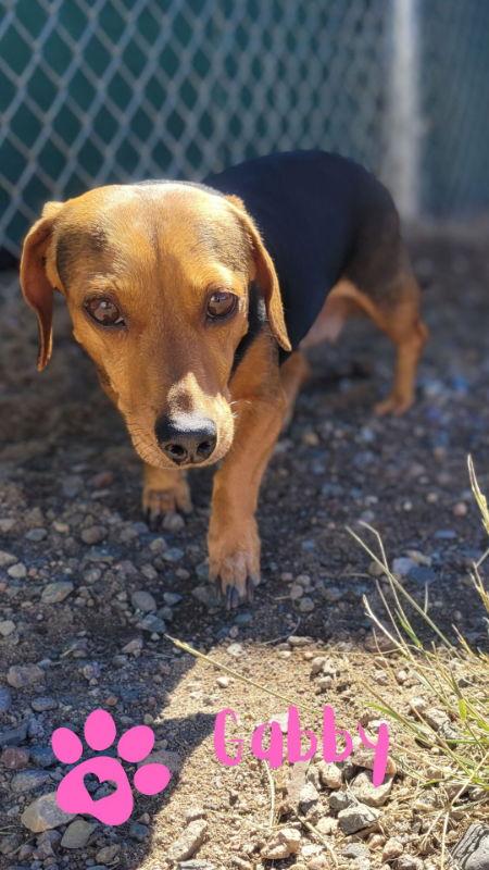 Enlarge Gabby, a Adopted Dachshund in Monte Vista, CO image 1/3