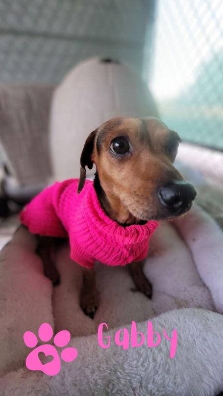 Enlarge Gabby, a Adopted Dachshund in Monte Vista, CO image 2/3
