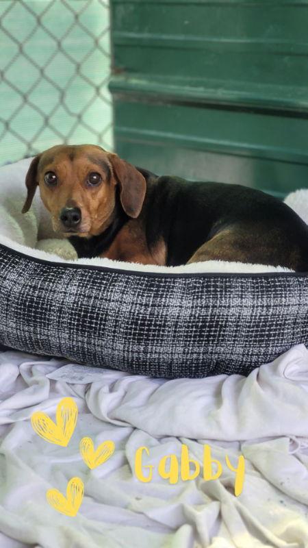 Enlarge Gabby, a Adopted Dachshund in Monte Vista, CO image 3/3
