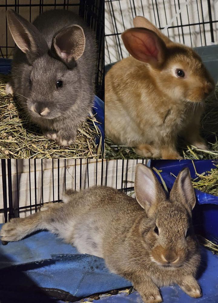 Huey, Louie, and Bluey, Adoptable, Baby Male Flemish Giant & New Zealand.