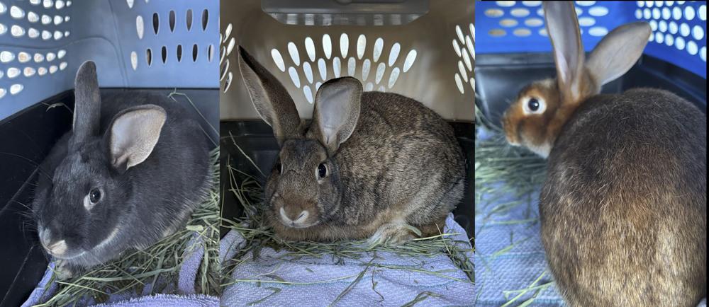 Enlarge Huey, Louie, and Bluey, a Adoptable mixed breed in Melbourne, FL image 2/3