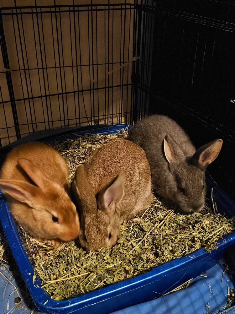 Enlarge Huey, Louie, and Bluey, a Adoptable mixed breed in Melbourne, FL image 4/6