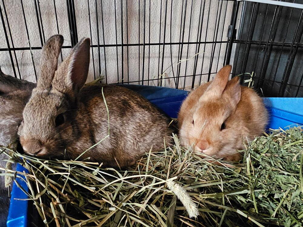 Enlarge Huey, Louie, and Bluey, a Adoptable mixed breed in Melbourne, FL image 6/6