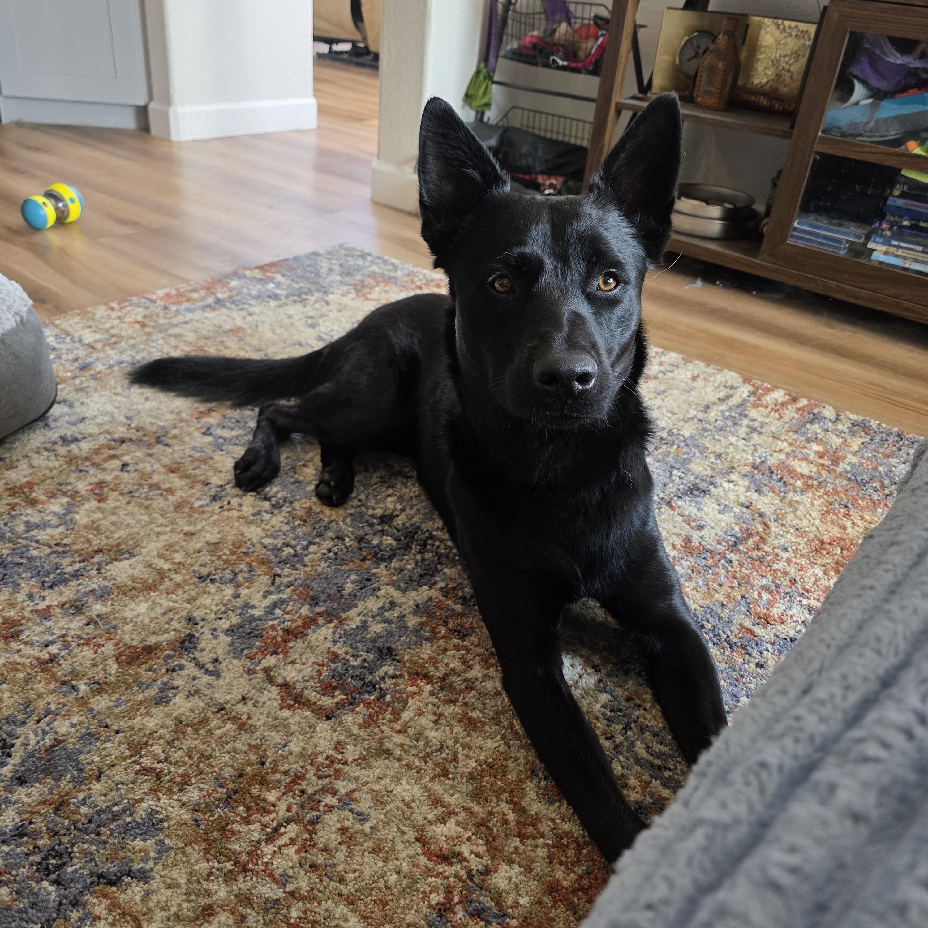 Ben , a Adoptable German Shepherd Dog in Thousand Oaks, CA image 2/4