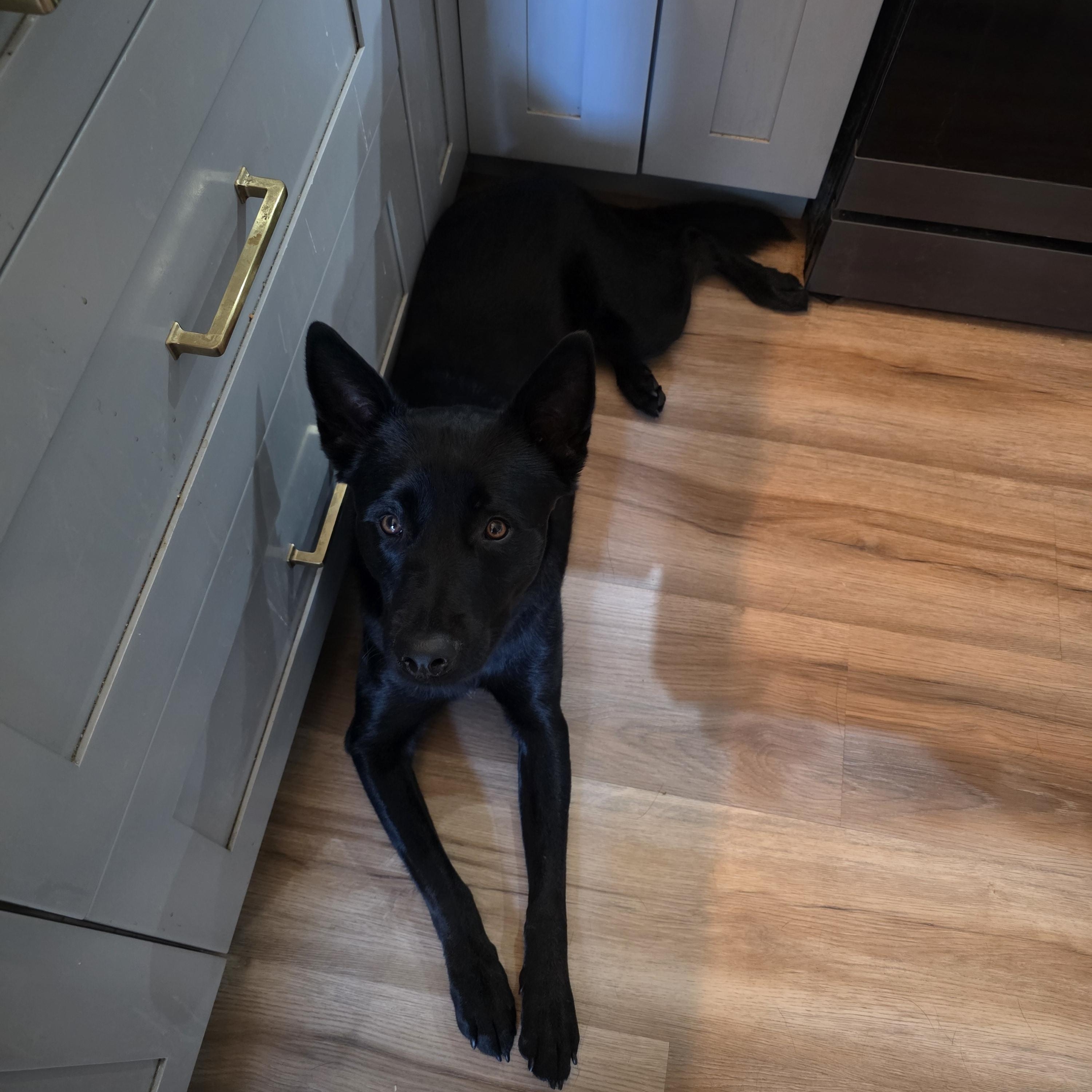 Ben , a Adoptable German Shepherd Dog in Thousand Oaks, CA image 4/4