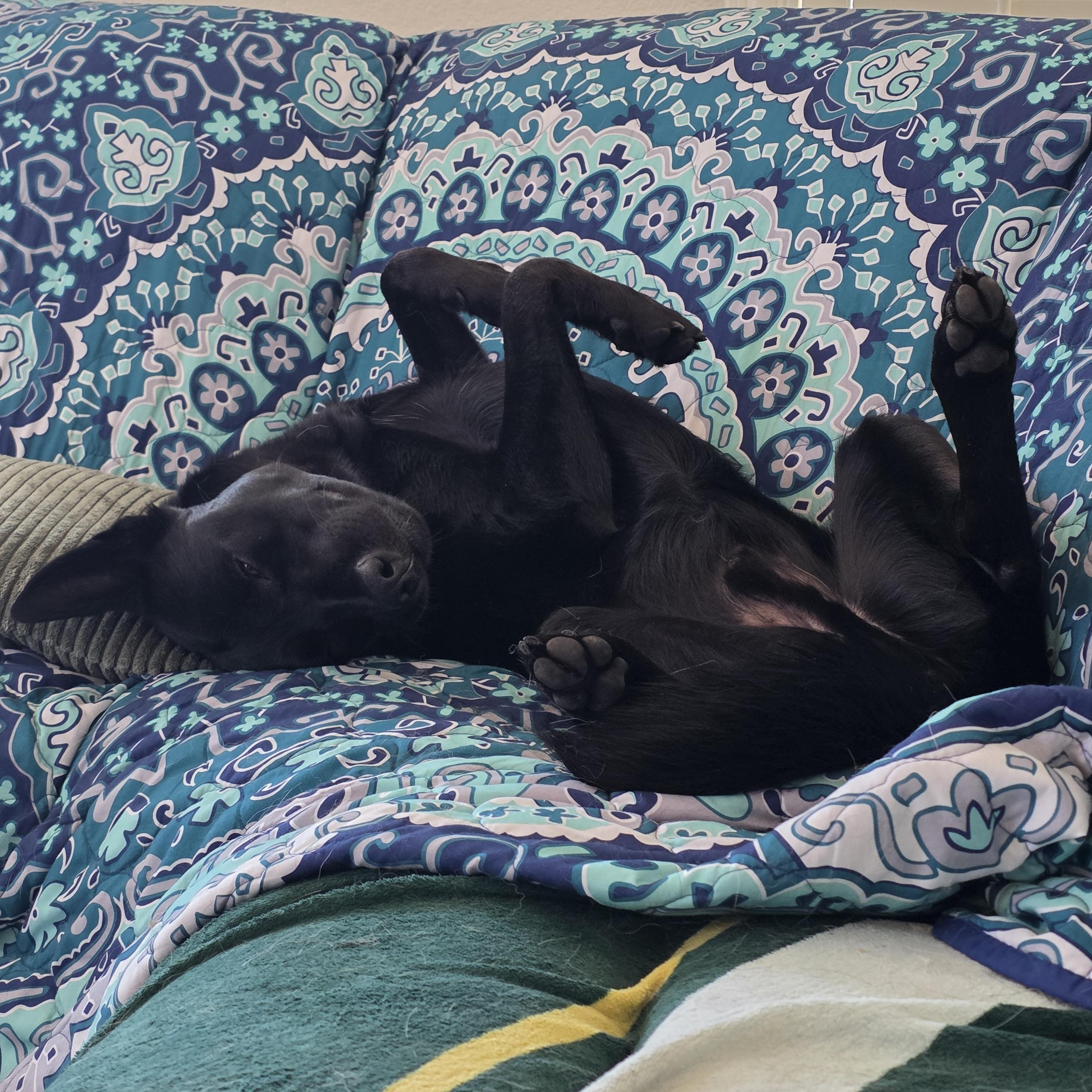 Ben , Adoptable, Adult Male German Shepherd Dog.