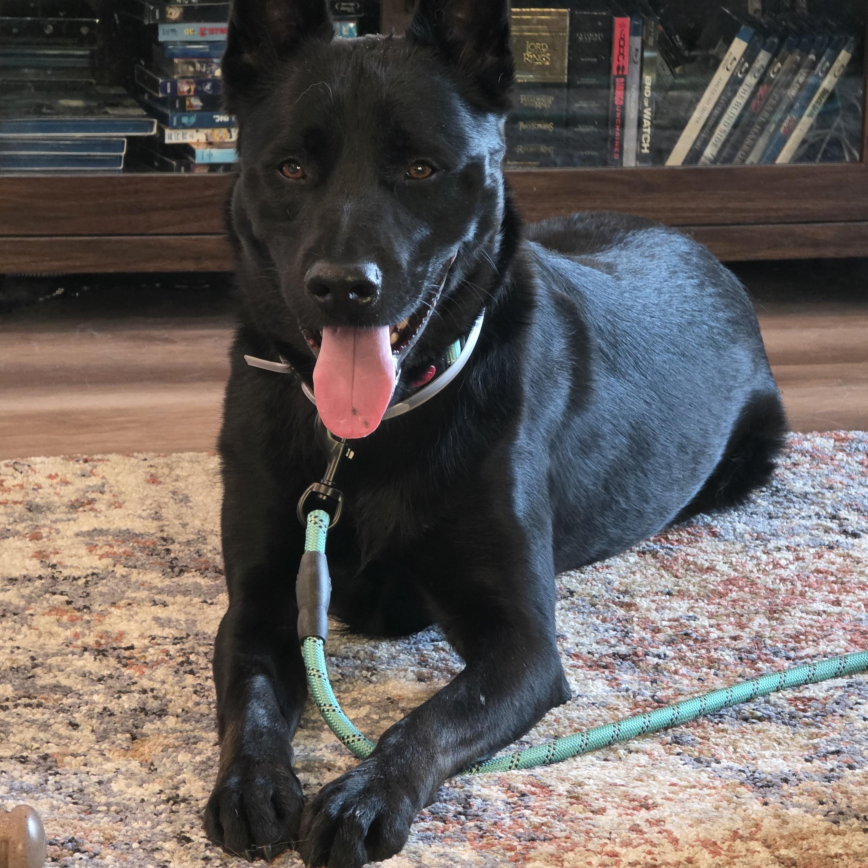 Ben , a Adoptable German Shepherd Dog in Thousand Oaks, CA image 3/4