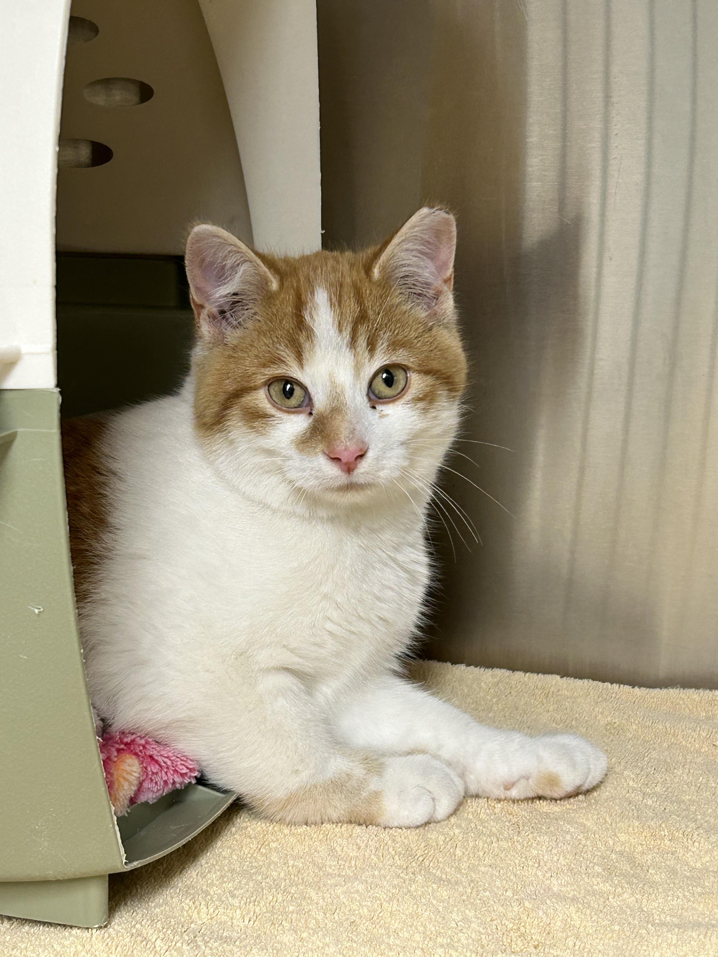 Tangelo, adopted, Kitten Male Domestic Short Hair.