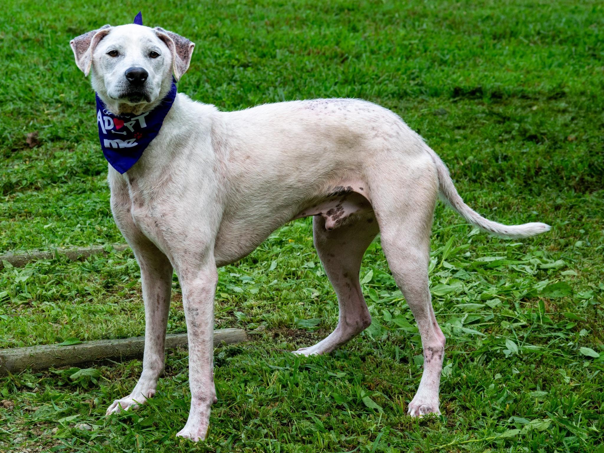 Opie