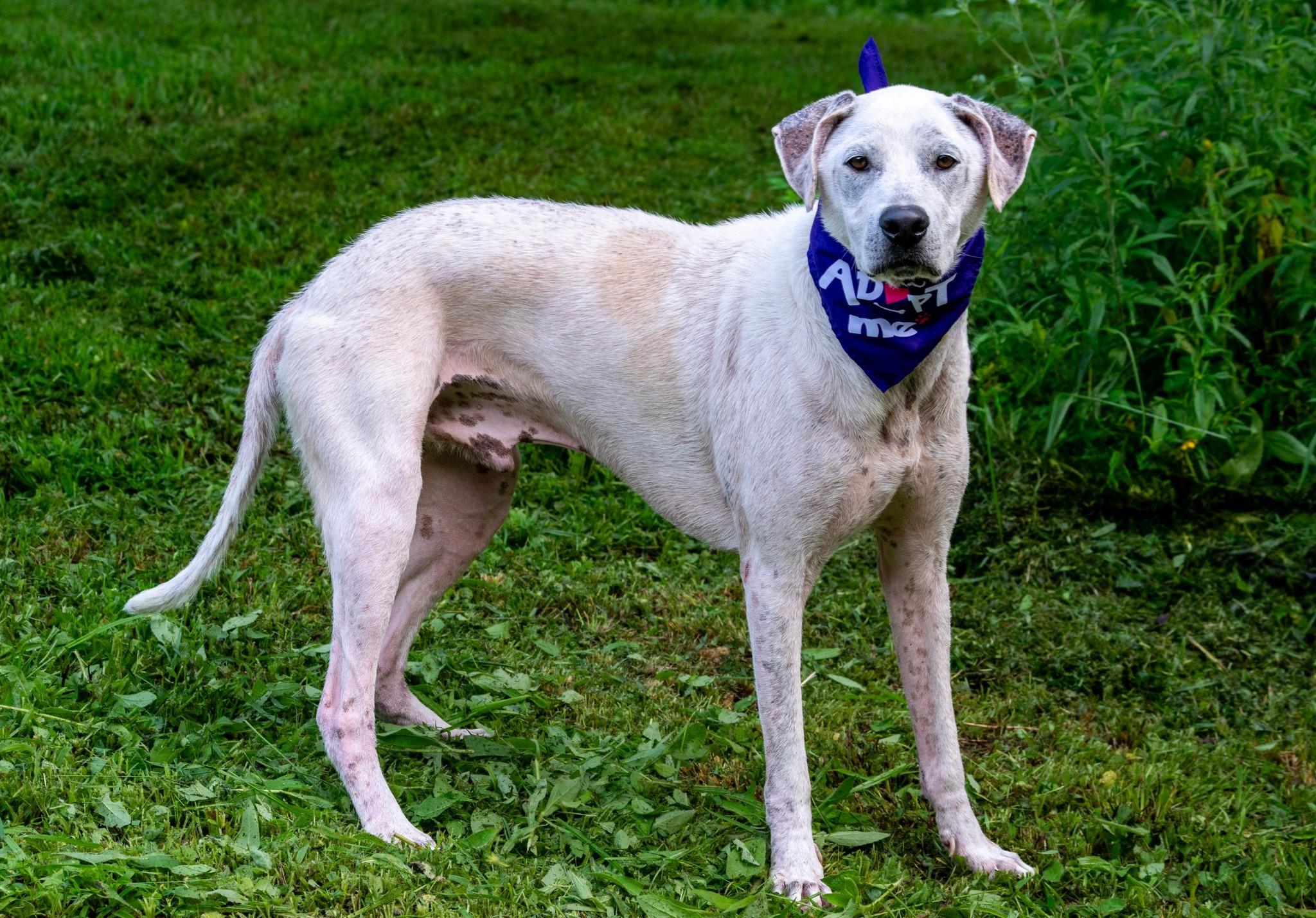 Opie