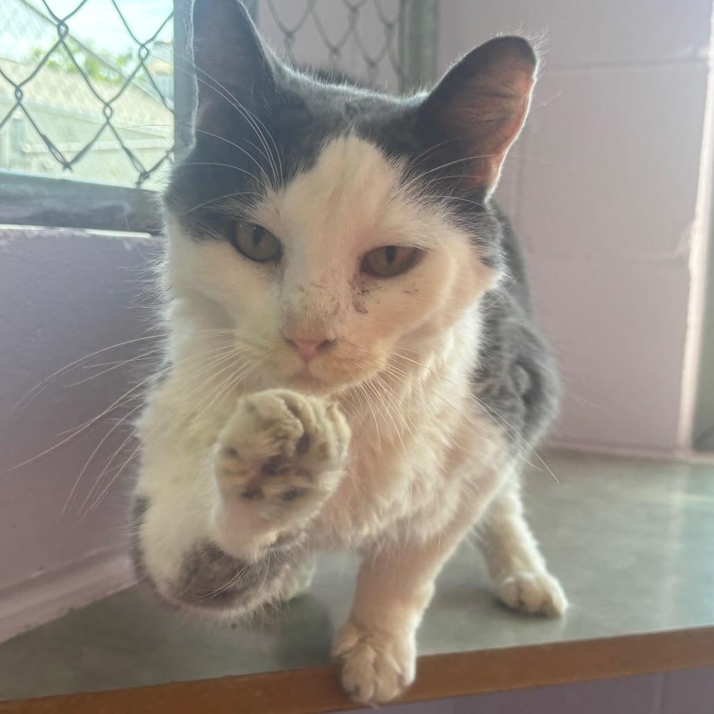 Joseph, Adoptable, Adult Male Domestic Short Hair.