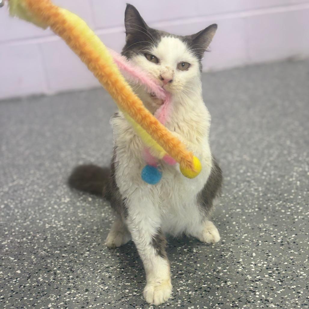 Enlarge Joseph, a Adoptable Domestic Short Hair in Marshalltown, IA image 2/4