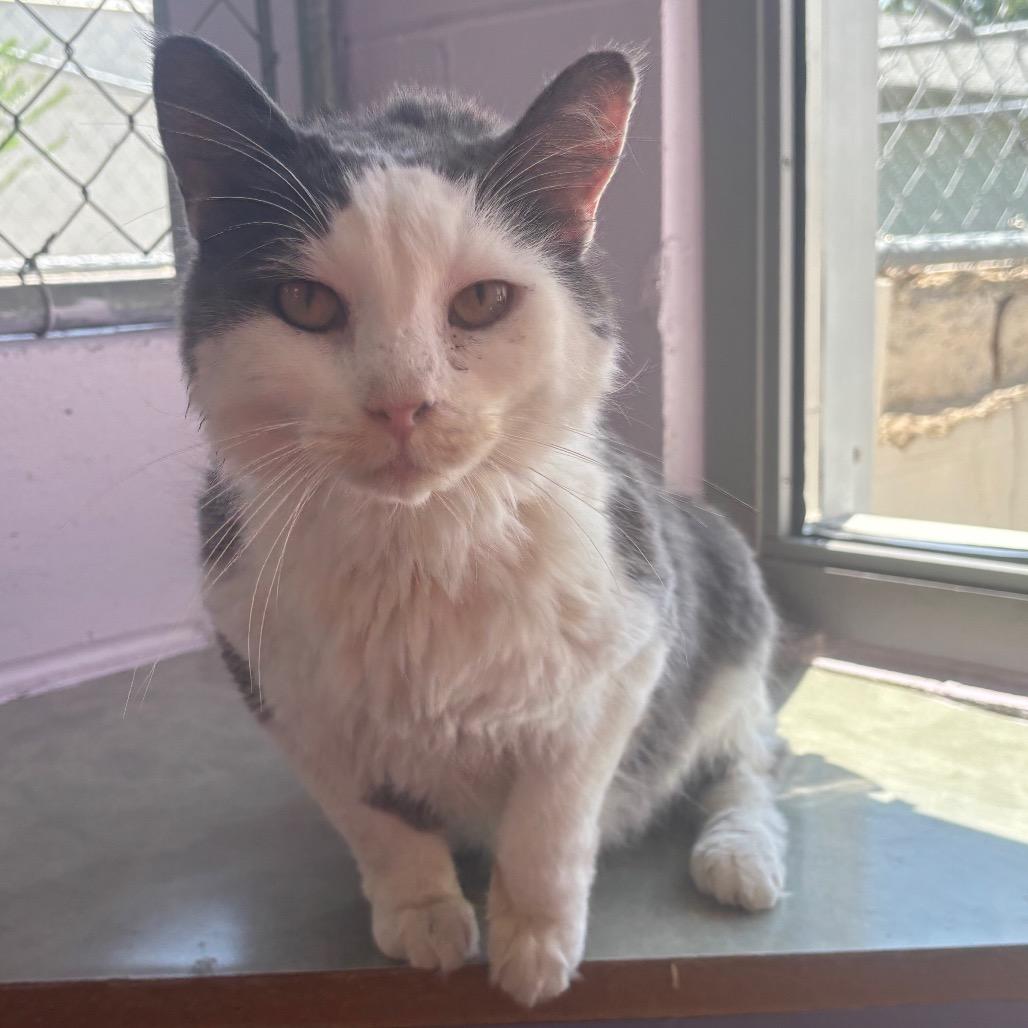 Enlarge Joseph, a Adoptable Domestic Short Hair in Marshalltown, IA image 3/4