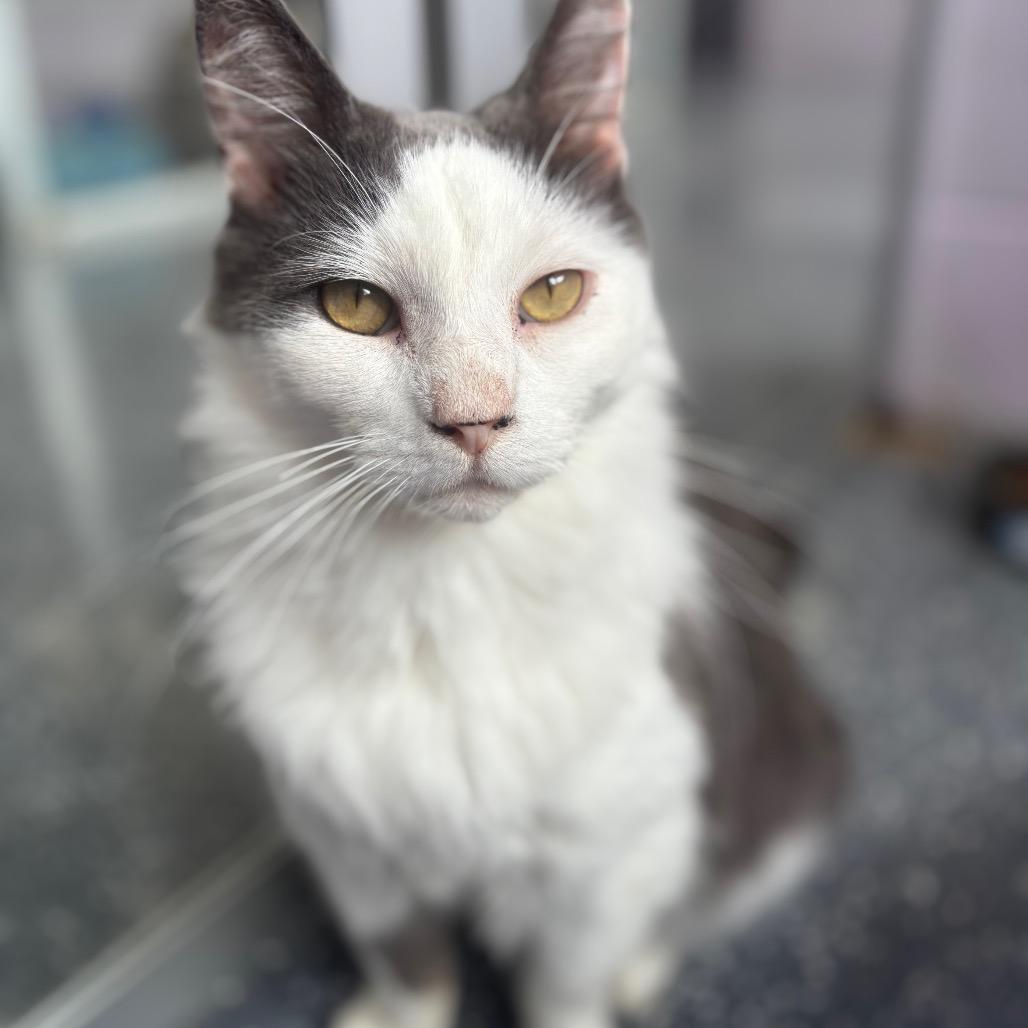 Enlarge Joseph, a Adoptable Domestic Short Hair in Marshalltown, IA image 4/4