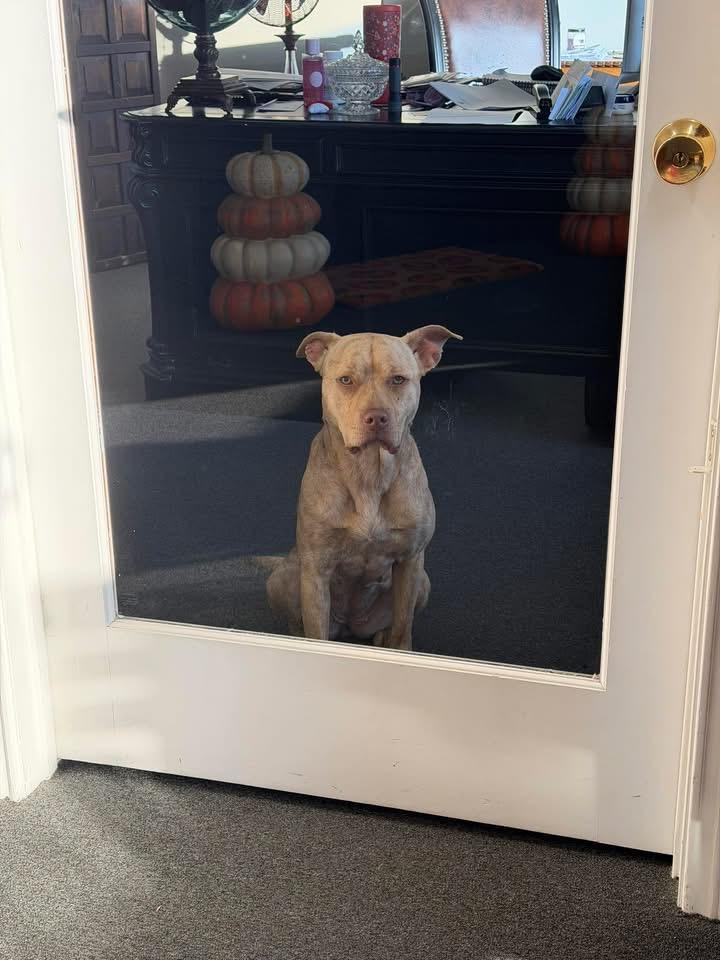 Butter, adopted, Young Female Pit Bull Terrier.