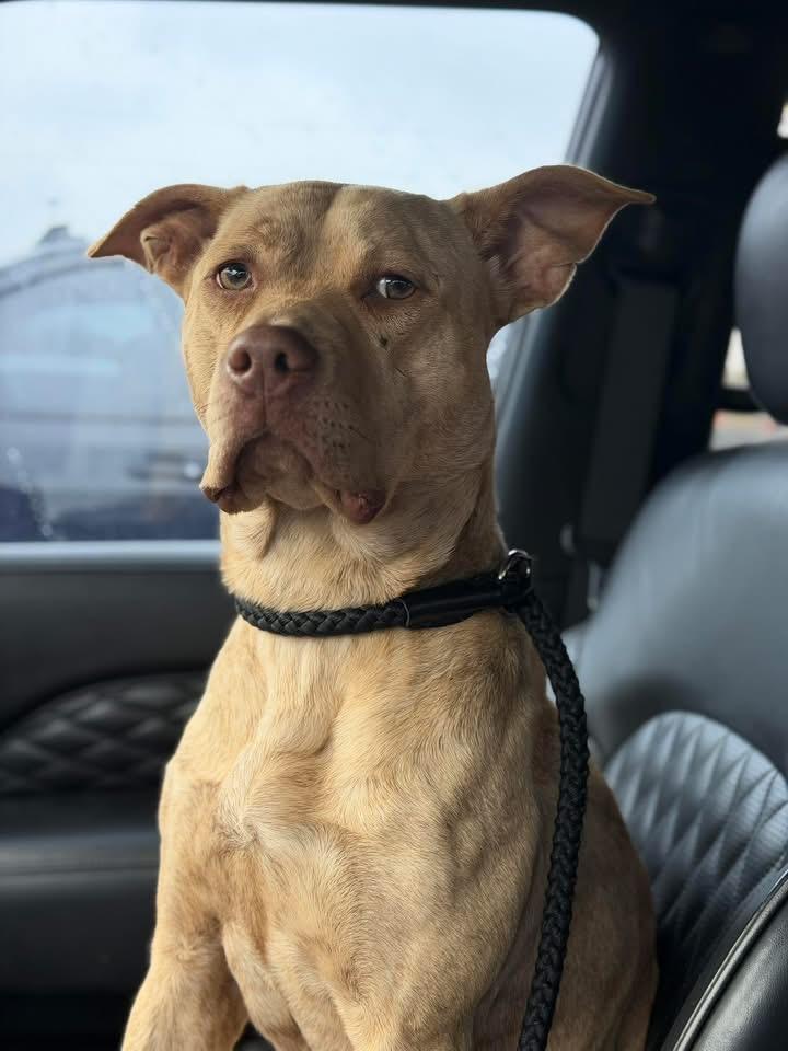 Enlarge Butter, an adopted Pit Bull Terrier in Paris, TX image 2/4