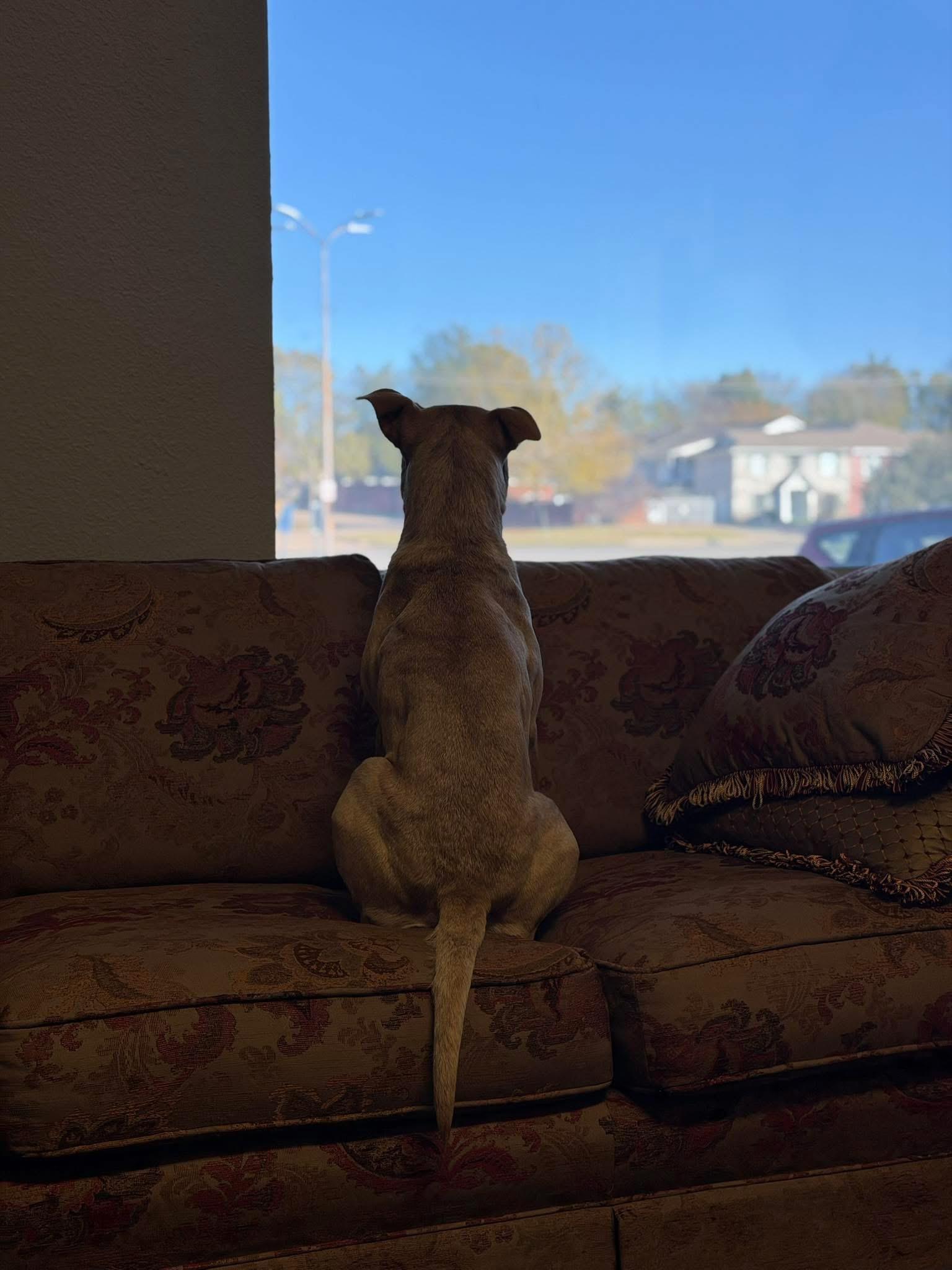 Enlarge Butter, an adopted Pit Bull Terrier in Paris, TX image 3/4