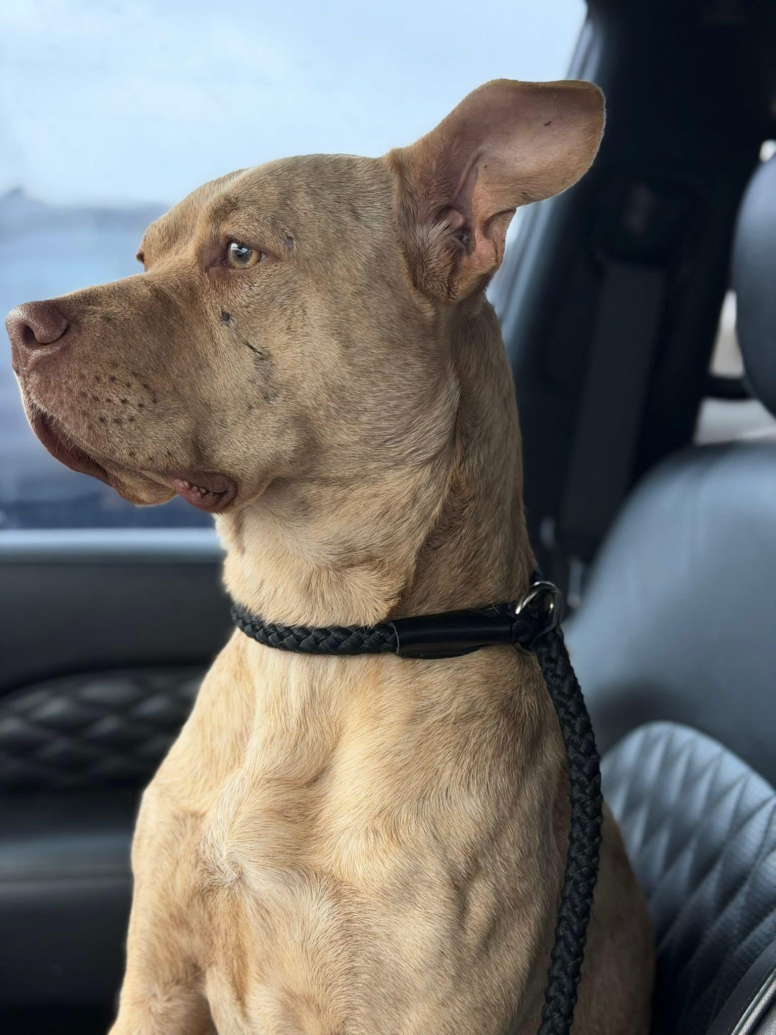 Enlarge Butter, an adopted Pit Bull Terrier in Paris, TX image 4/4