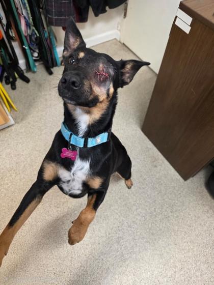 Enlarge Selena, a Adoptable mixed breed in Harbor Springs, MI image 1/1