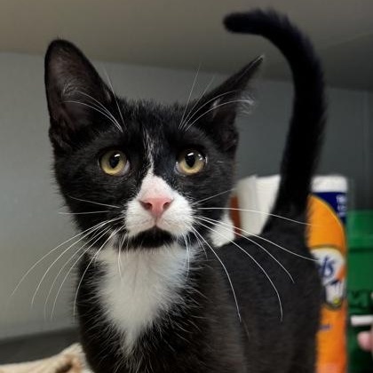 Enlarge Purrito, a Adoptable mixed breed in Tinley Park, IL image 4/6