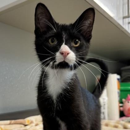 Enlarge Purrito, a Adoptable mixed breed in Tinley Park, IL image 3/6