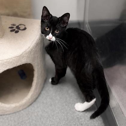 Enlarge Purrito, a Adoptable mixed breed in Tinley Park, IL image 6/6