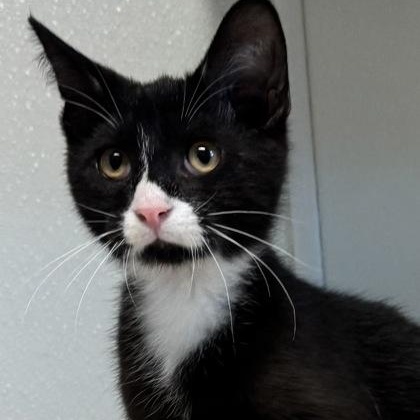 Enlarge Purrito, a Adoptable mixed breed in Tinley Park, IL image 5/6