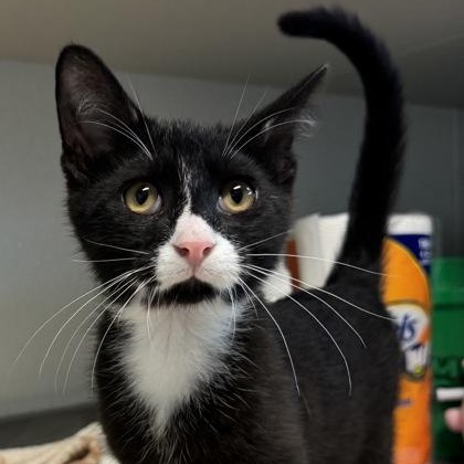 Purrito, Adoptable, Kitten Male Domestic Short Hair.