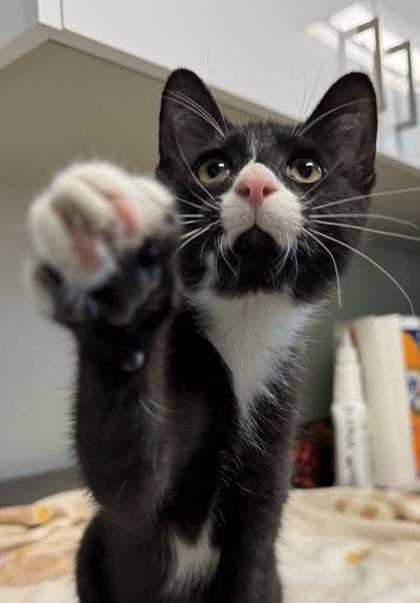 Enlarge Purrito, a Adoptable mixed breed in Tinley Park, IL image 2/6