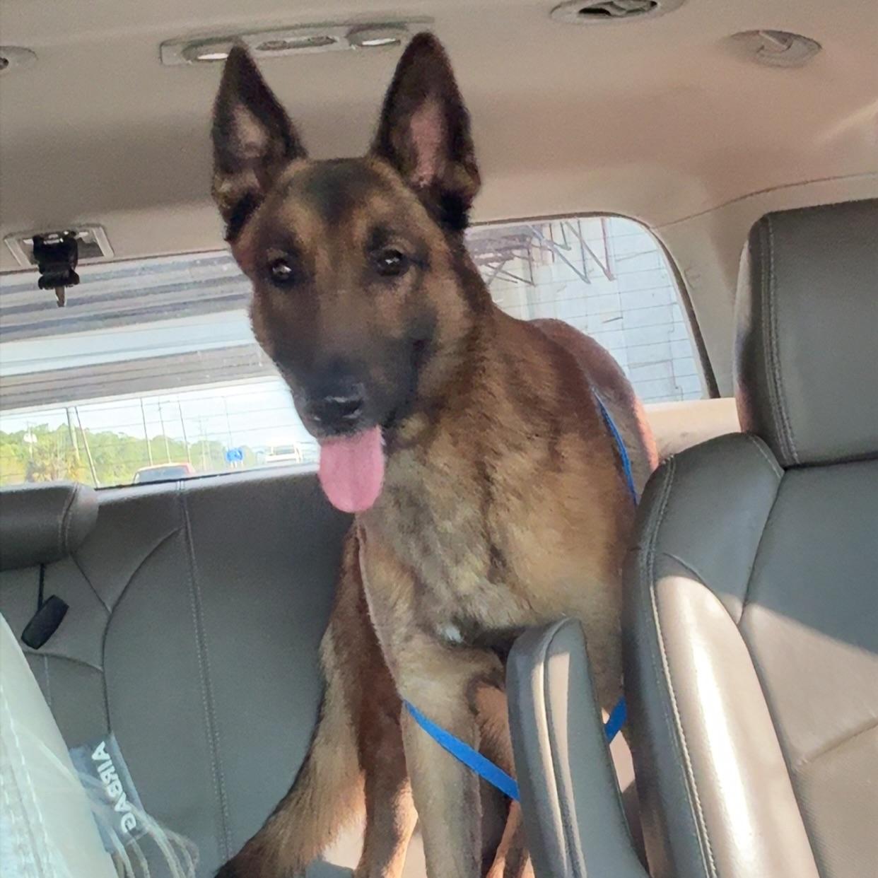 Turbo, Adopted, Young Male Belgian Shepherd / Malinois.