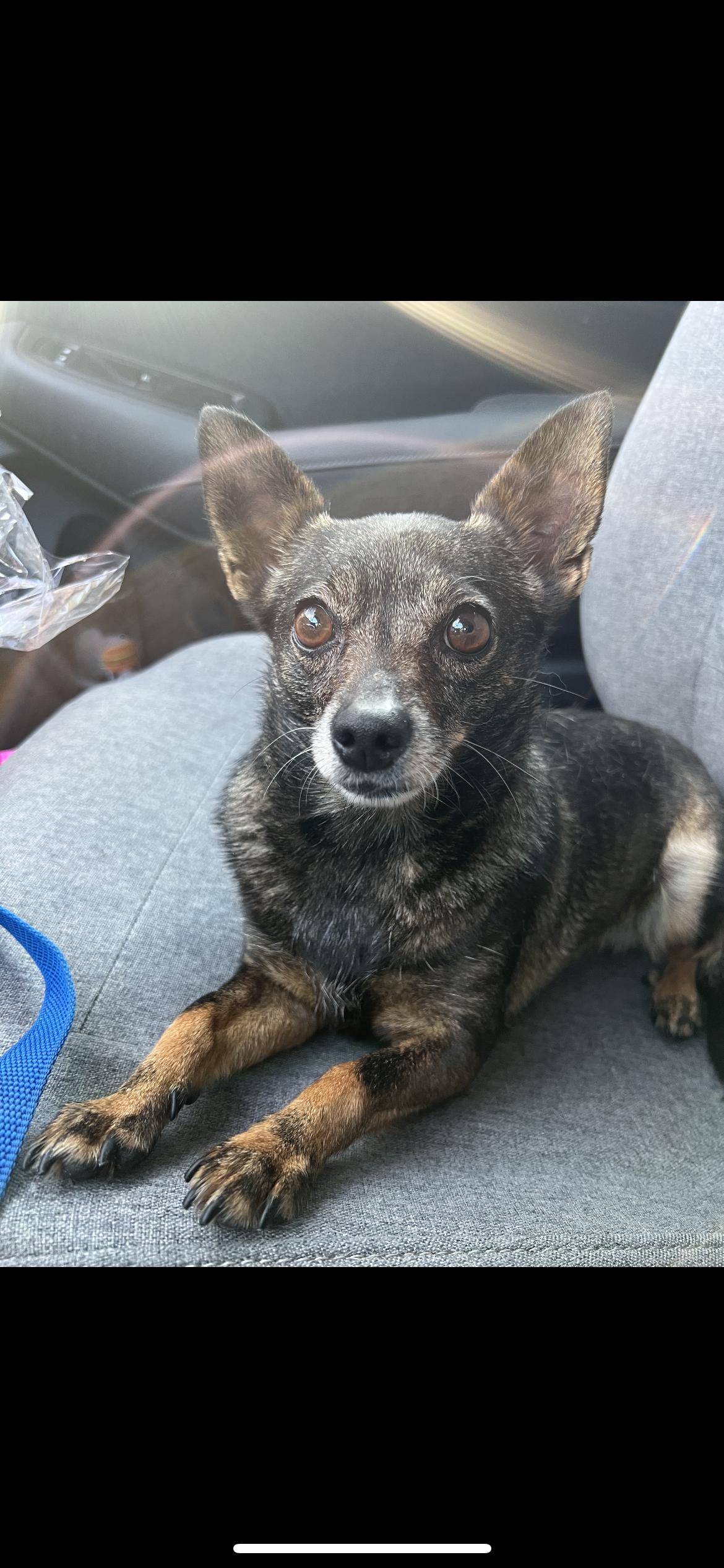 Enlarge Andie, a ADOPTABLE mixed breed in Hamden, CT image 3/6