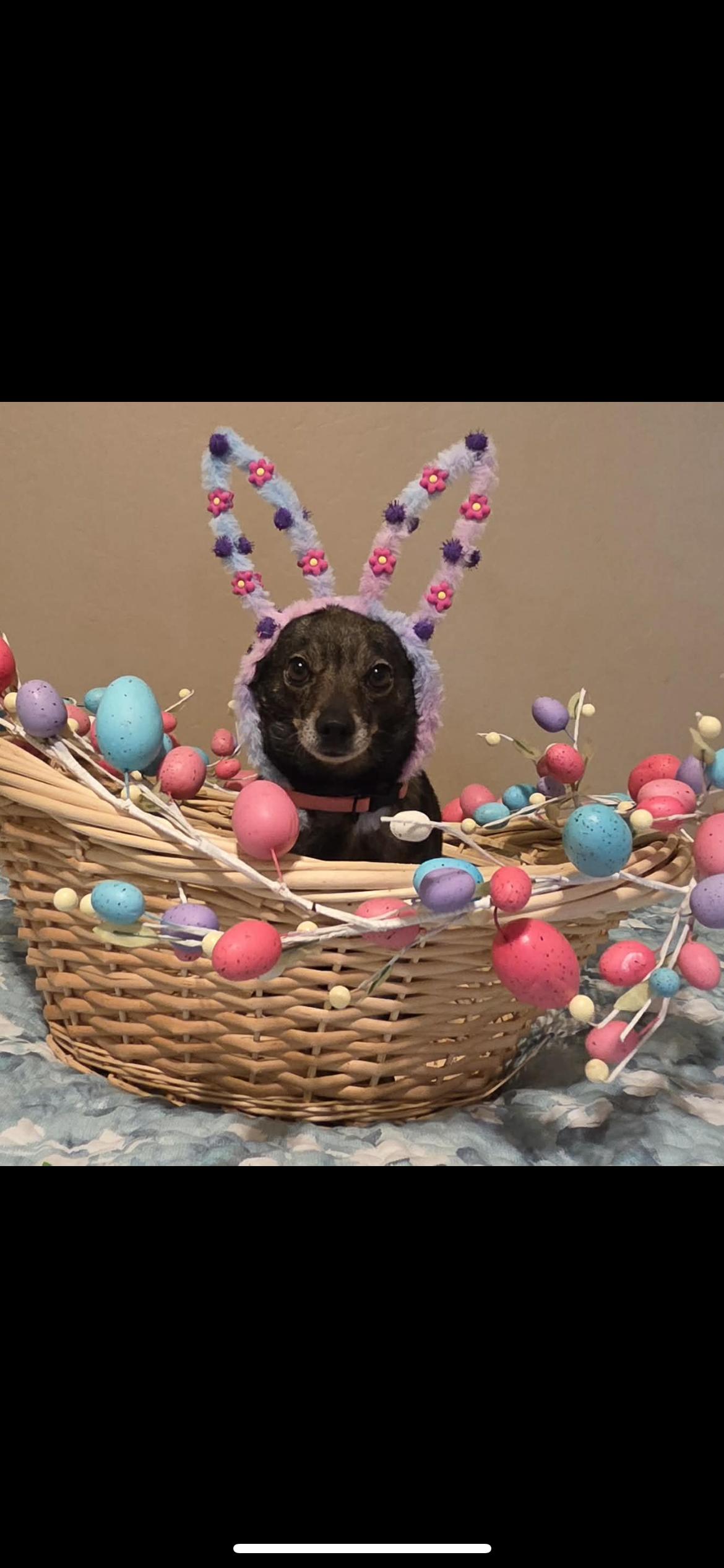 Enlarge Andie, a ADOPTABLE mixed breed in Hamden, CT image 6/6