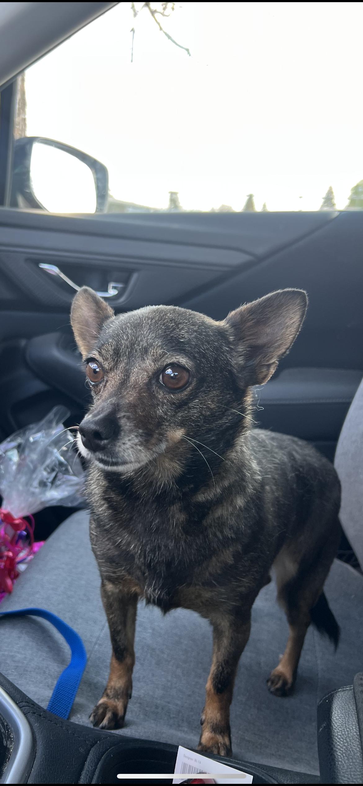 Enlarge Andie, a ADOPTABLE mixed breed in Hamden, CT image 5/6