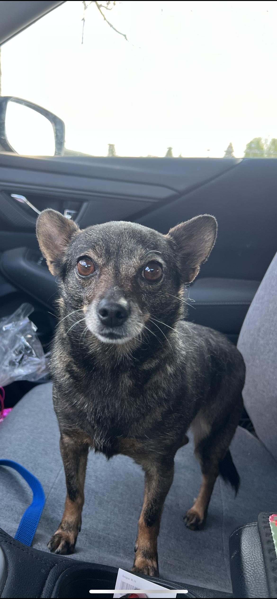 Enlarge Andie, a ADOPTABLE mixed breed in Hamden, CT image 4/6