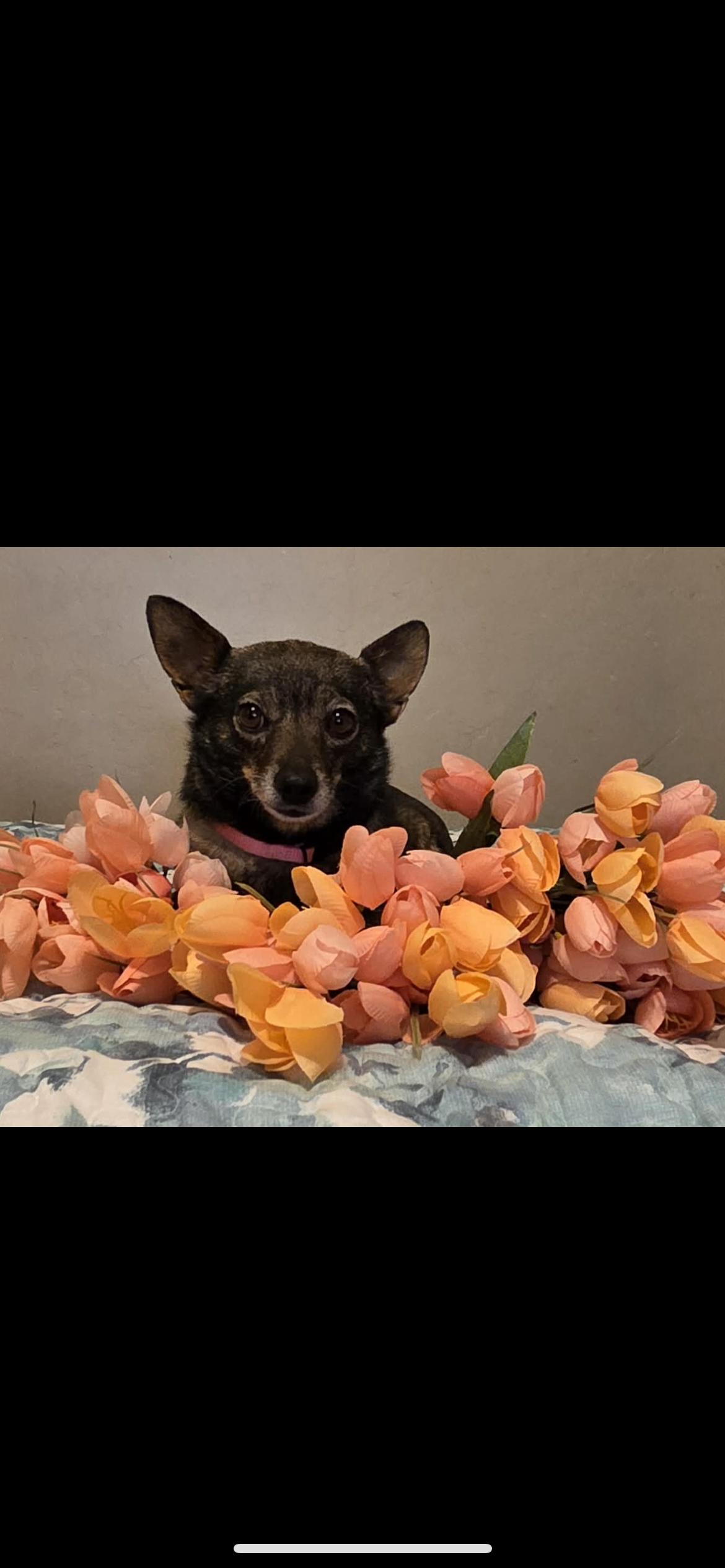Andie, ADOPTABLE, Young Female Chihuahua.