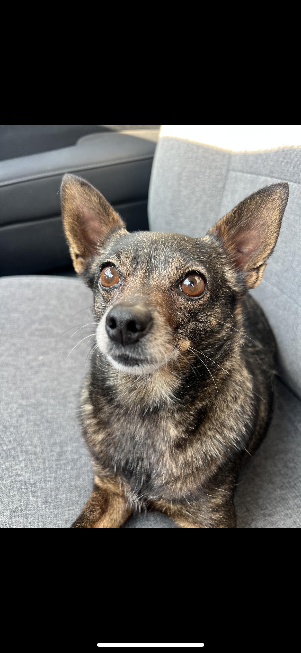 Enlarge Andie, a ADOPTABLE mixed breed in Hamden, CT image 2/6