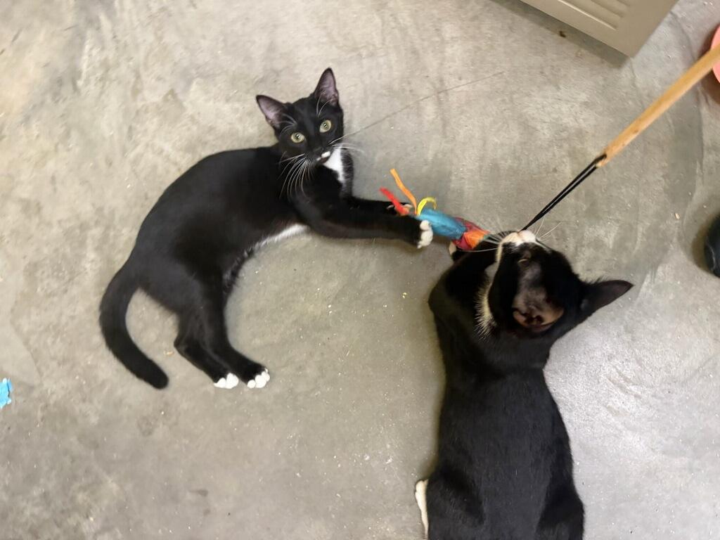 Enlarge River (At PetSmart Bluffton), a Adoptable Domestic Short Hair in Port Wentworth, GA image 3/3