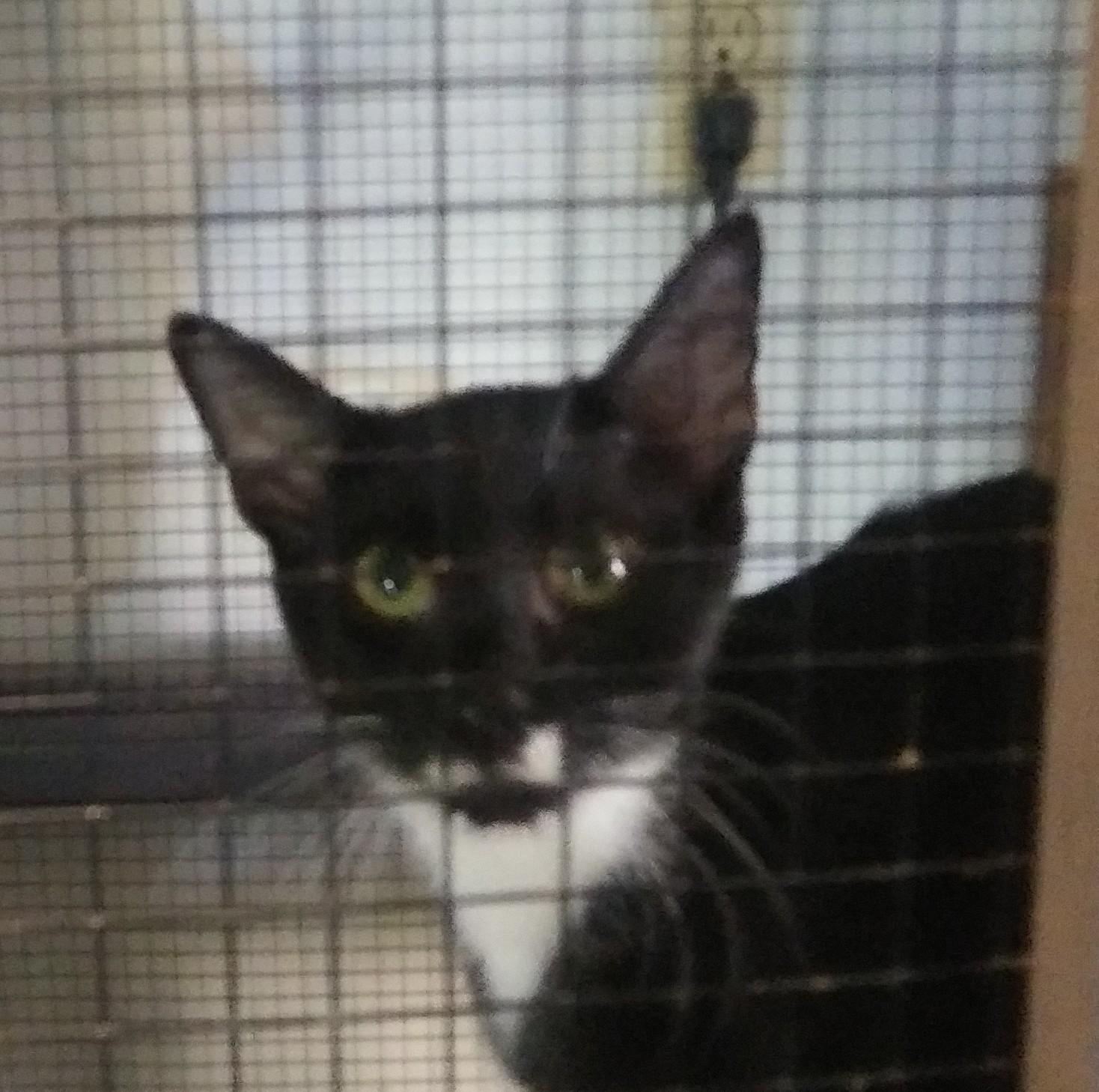 River (At PetSmart Bluffton), Adoptable, Young Female Domestic Short Hair.