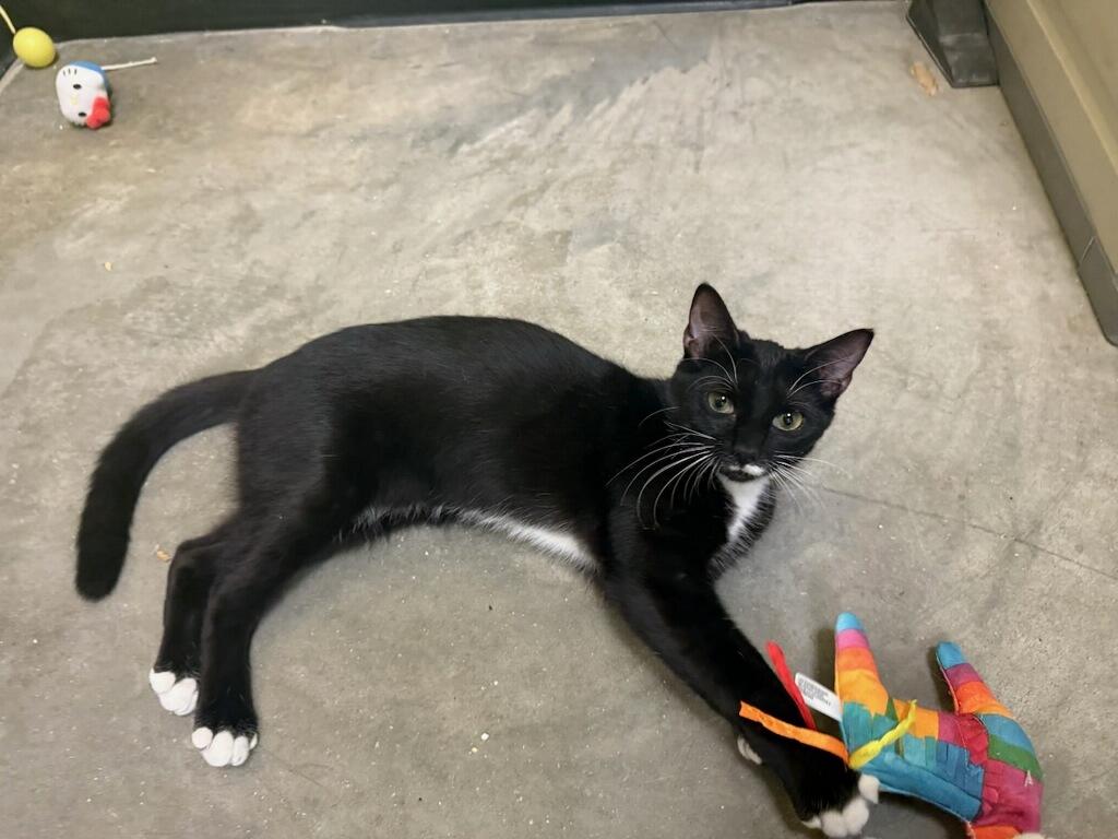 Enlarge River (At PetSmart Bluffton), a Adoptable Domestic Short Hair in Port Wentworth, GA image 2/3