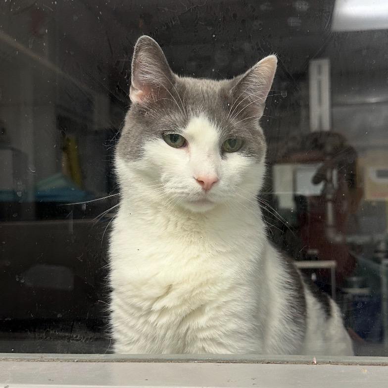 Skye, Adoptable, Senior Male Domestic Short Hair.
