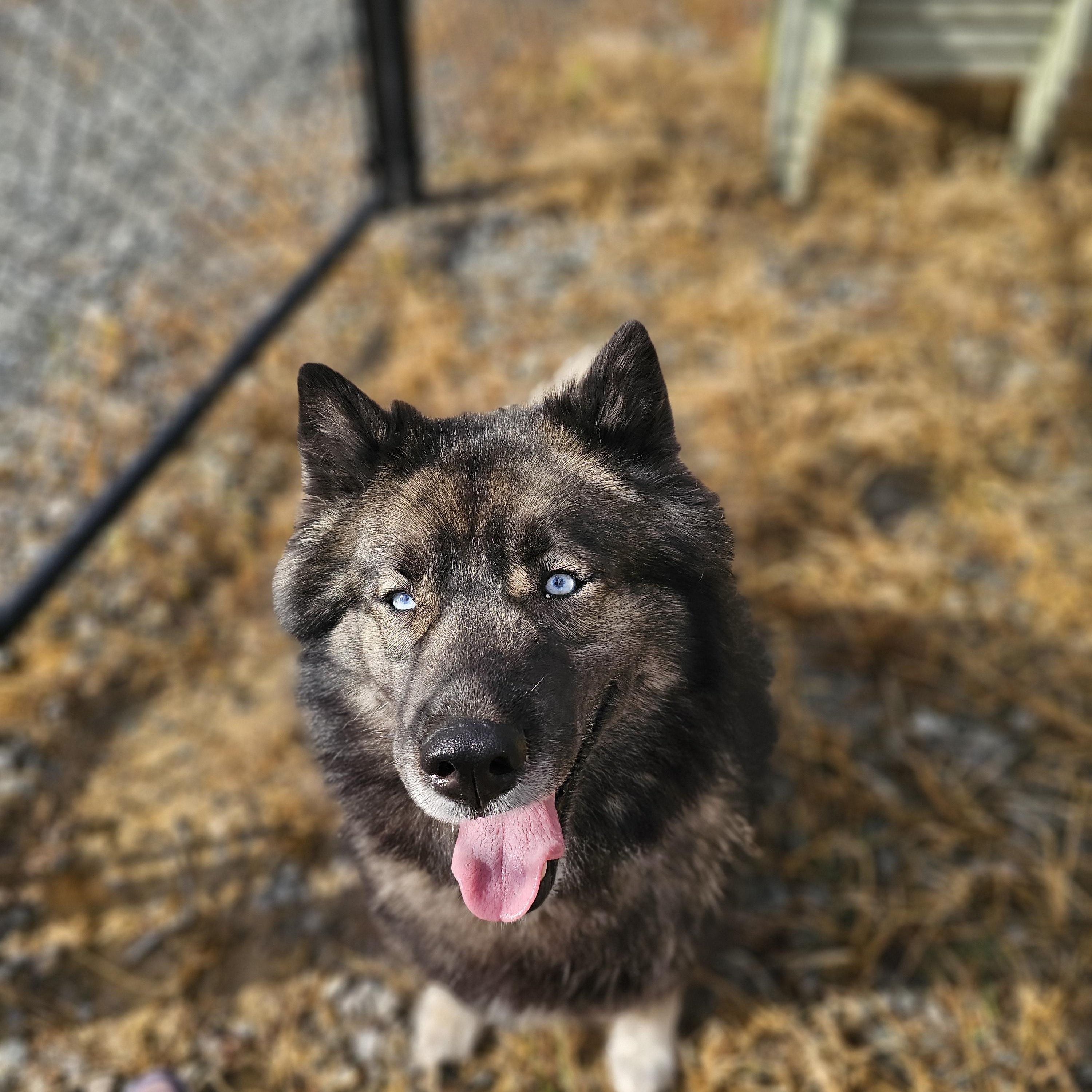 Enlarge Rogue, an adopted Siberian Husky in Lemont Furnace, PA image 1/1