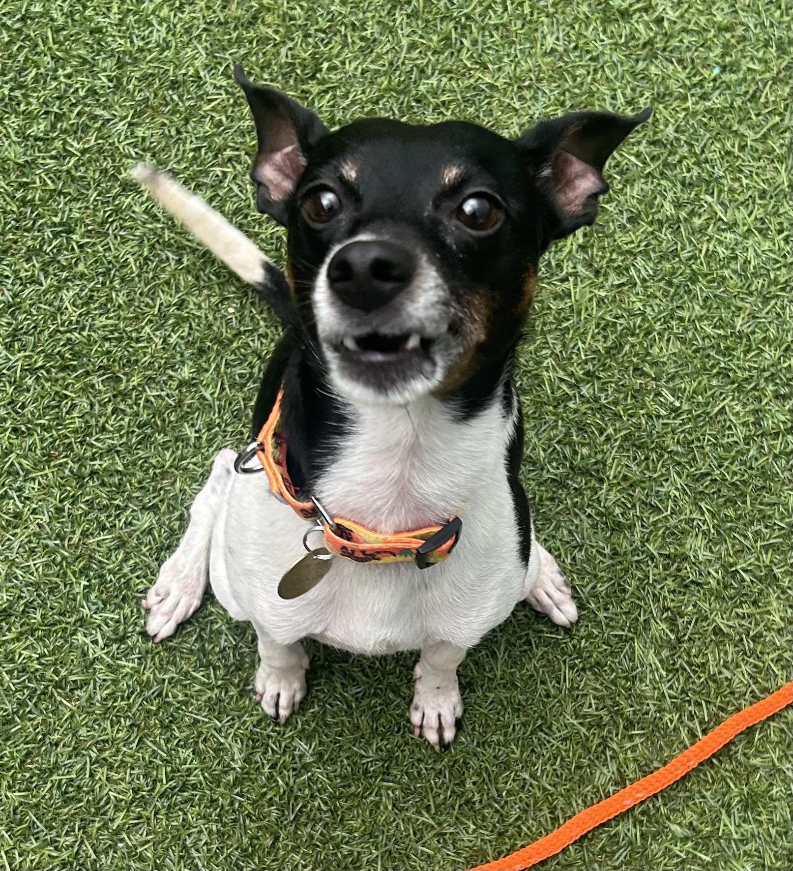 Dougie-UPDATE, adoptable, Adult Male Rat Terrier.