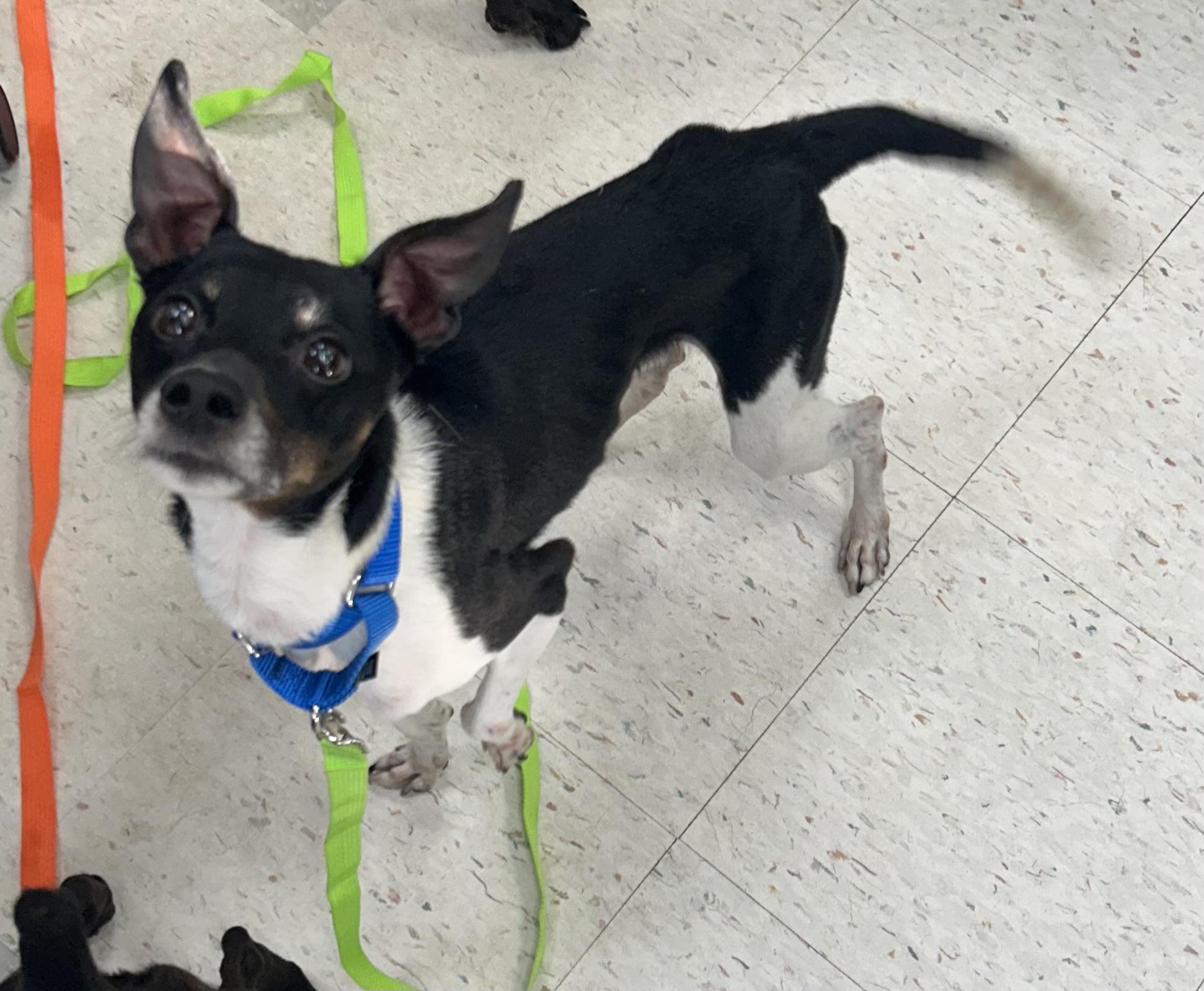 Dougie-SWEETEST, adopted, Adult Male Rat Terrier.