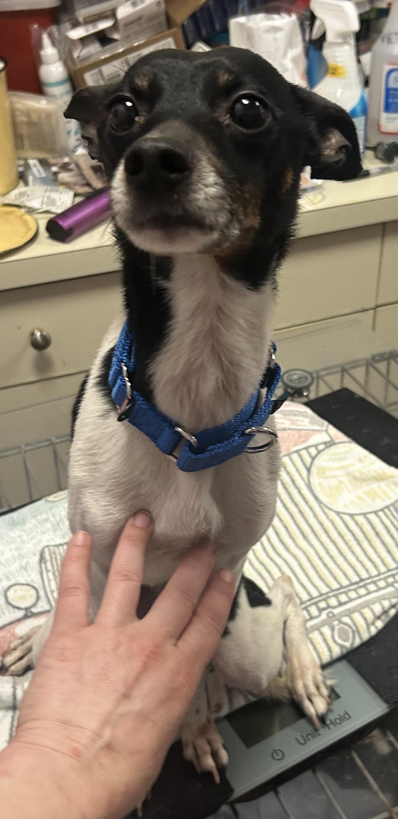 Dougie-SWEETEST, an adopted Rat Terrier in Oak Ridge, NJ image 3/3