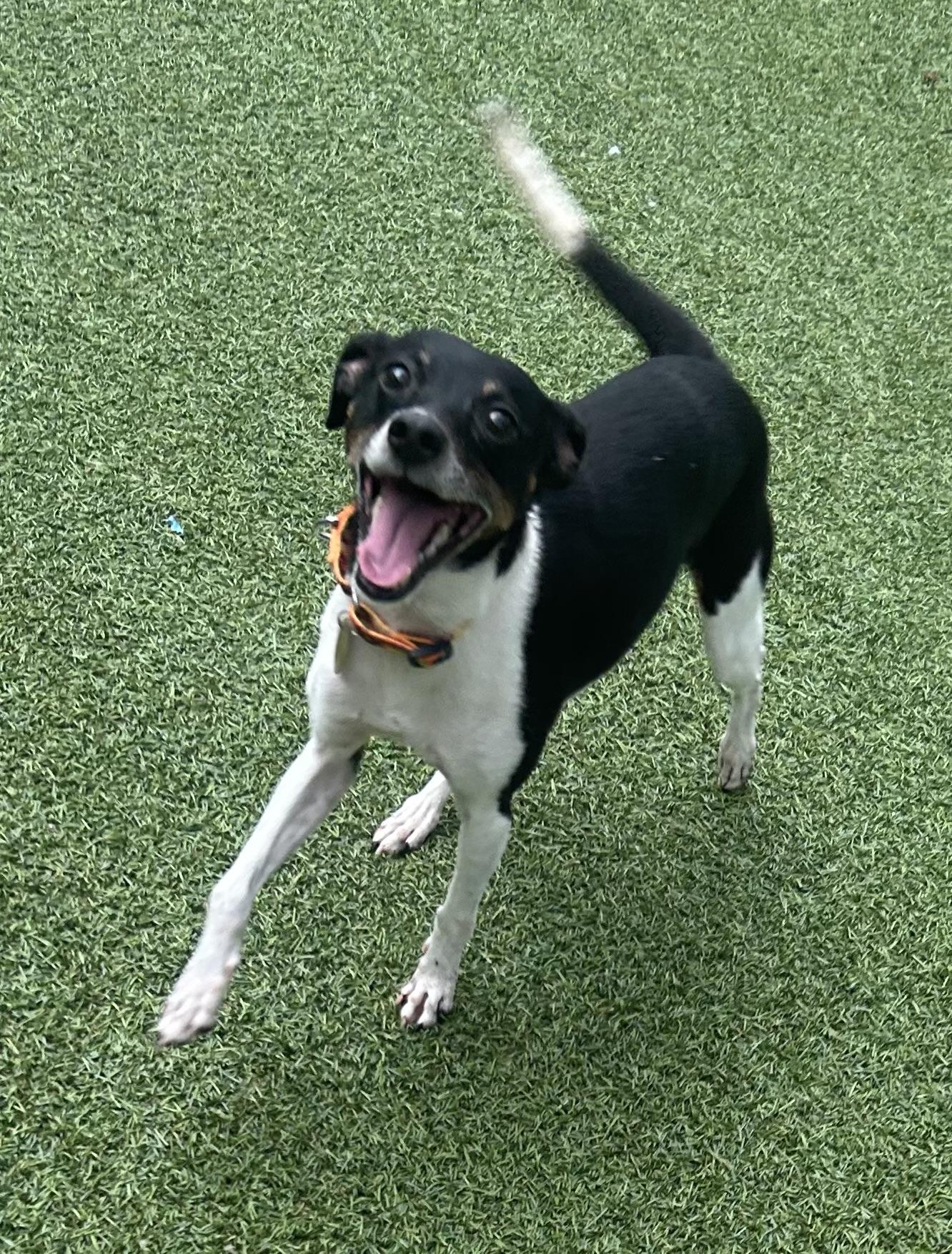 Enlarge Dougie-UPDATE, an adoptable Rat Terrier in Oak Ridge, NJ image 5/6