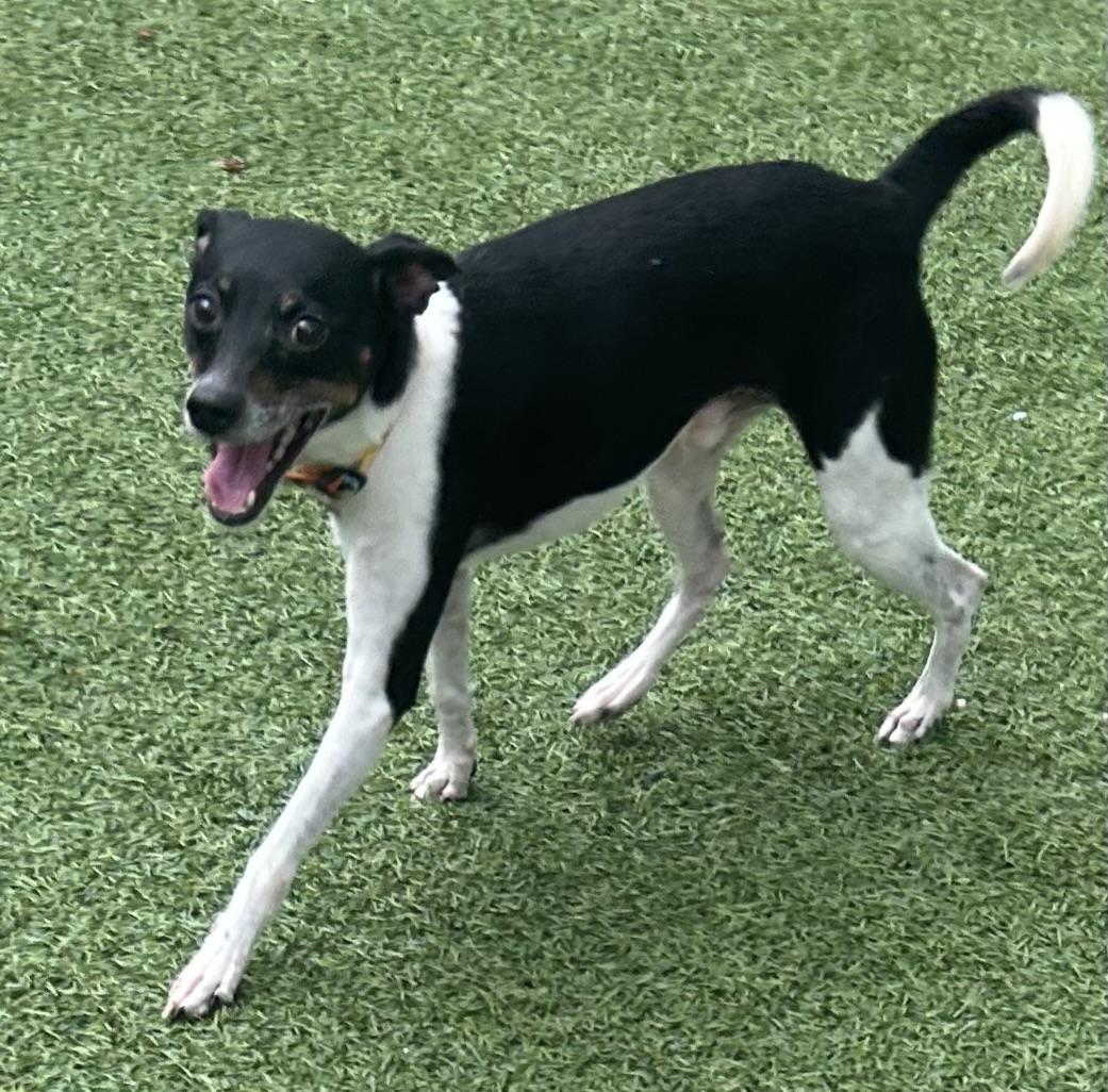 Enlarge Dougie-UPDATE, an adoptable Rat Terrier in Oak Ridge, NJ image 6/6