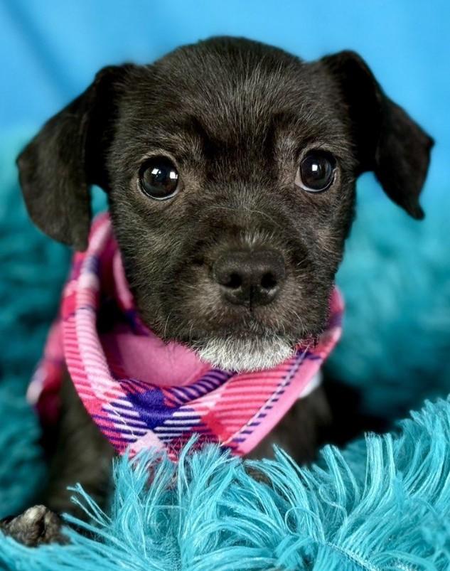 Stella - French Bulldog/Poodle mix