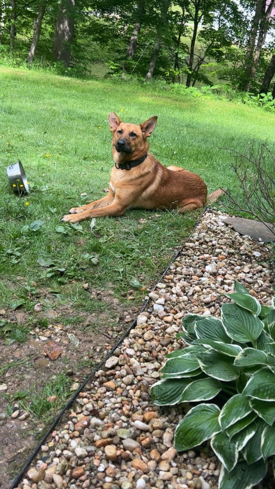Bando, ADOPTABLE, Adult Male German Shepherd Dog.